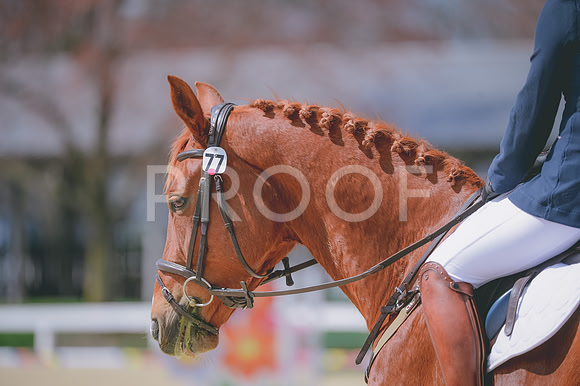 JJS_4335