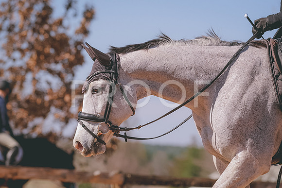 30382068-303854864526