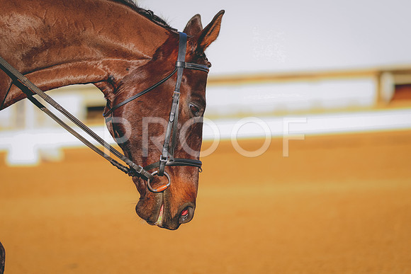 BYR_6529