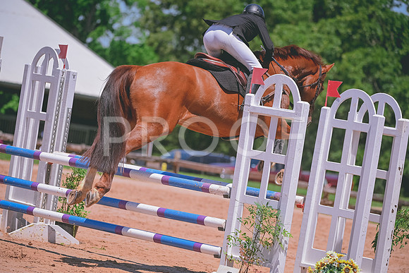 DSC_3798 copy