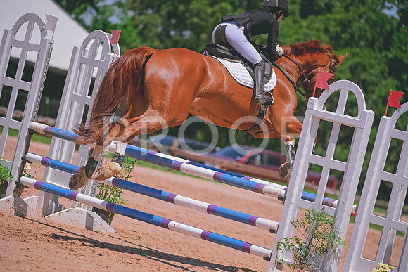 DSC_4562 copy