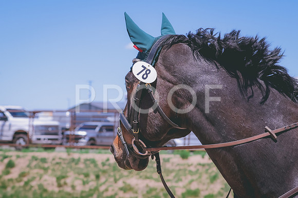 BYR_1455