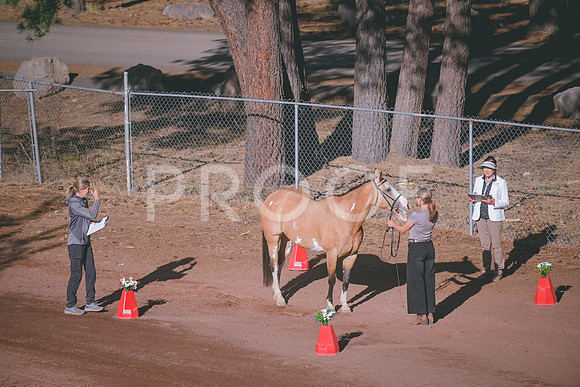 DSC_1616 copy