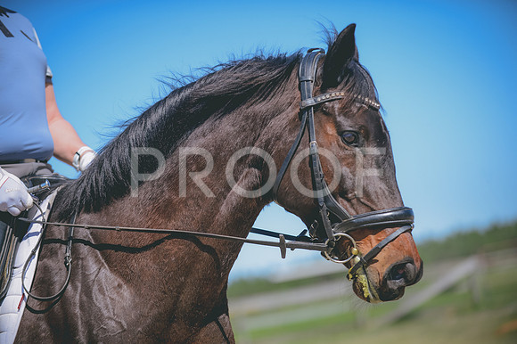 JJS_3279
