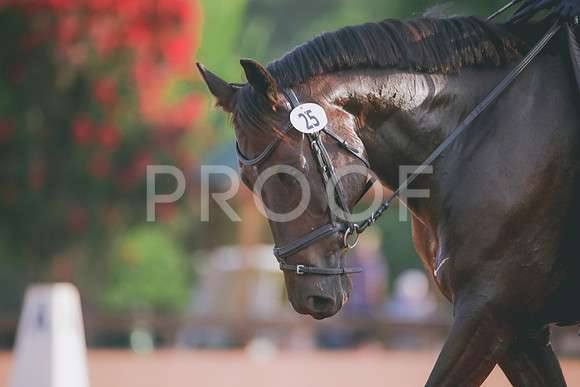 RWP_4181