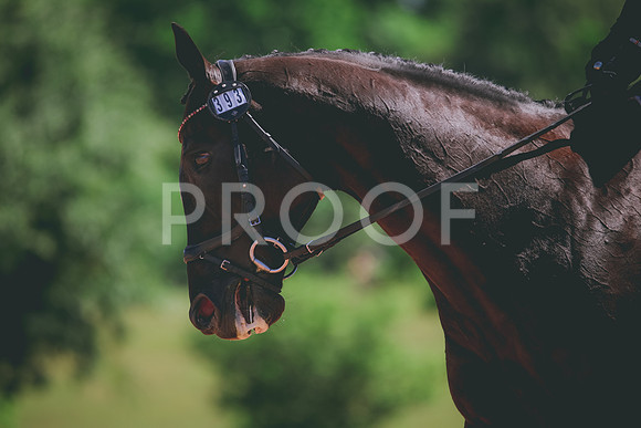 RWP_0331