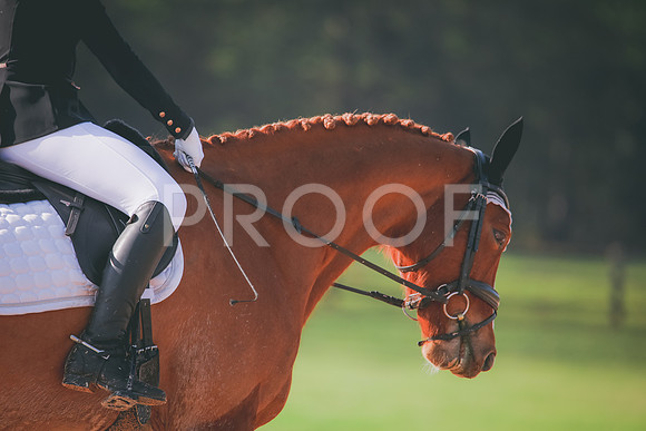 RWP_3173