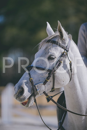 JJS_5904