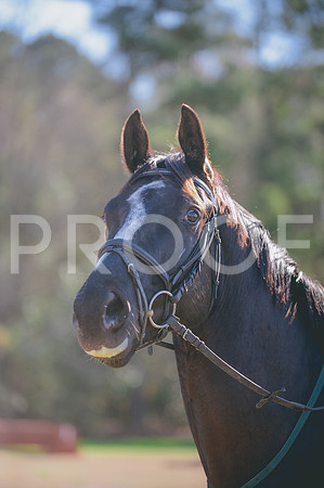 JJS_2014