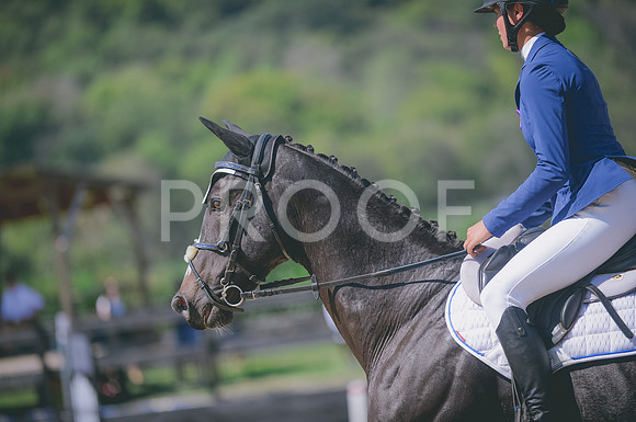 JJS_8584