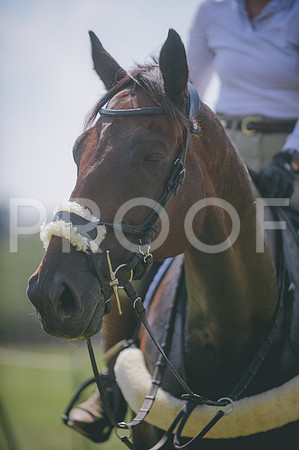 JJS_0242