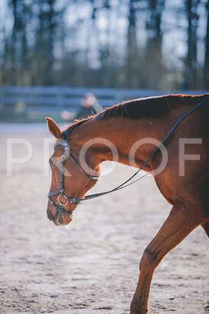 JJS_6356