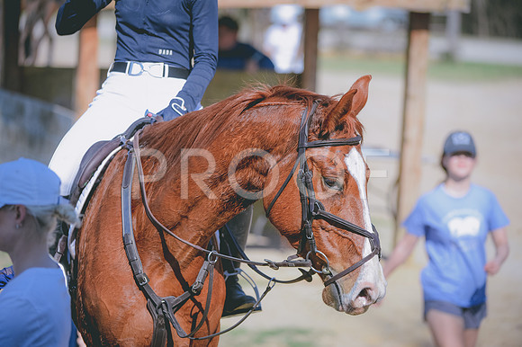 JJS_7407