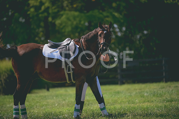 JJS_6202