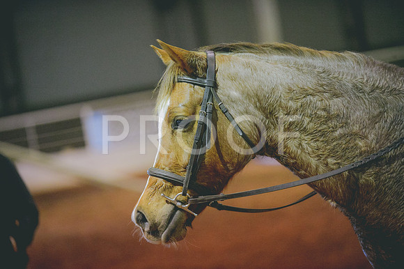 JJS_2879