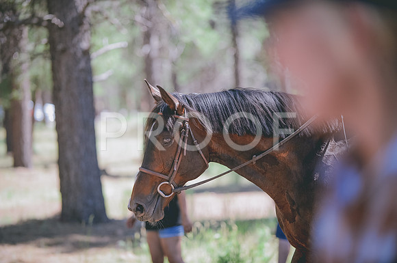 JJS_3716
