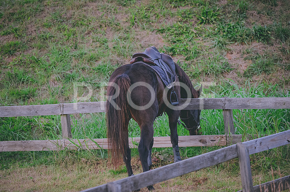 JJS_3843