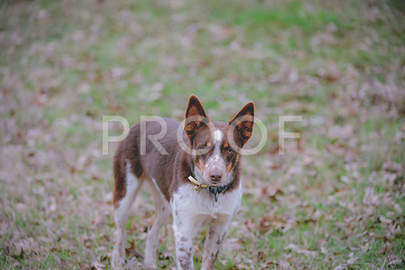 JJS_1466