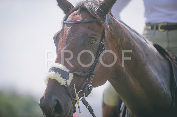 JJS_0246