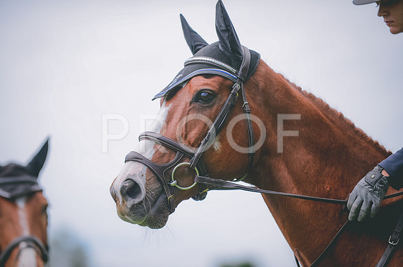 JJS_0194