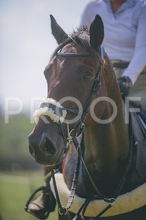 JJS_0239