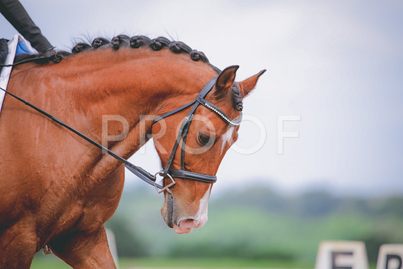 RWP_4241