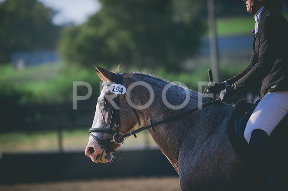 JJS_7931