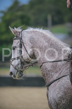 JJS_8293