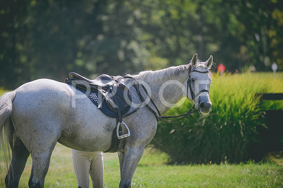 JJS_5244