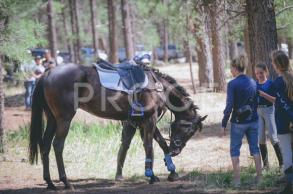 JJS_3798