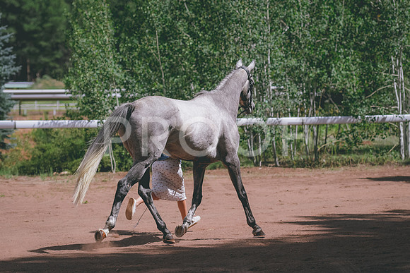 DSC_3537