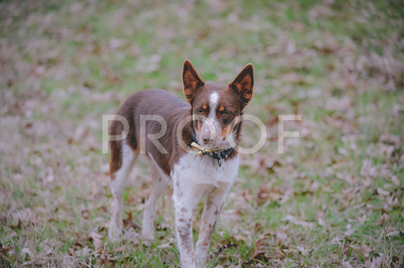 JJS_1461