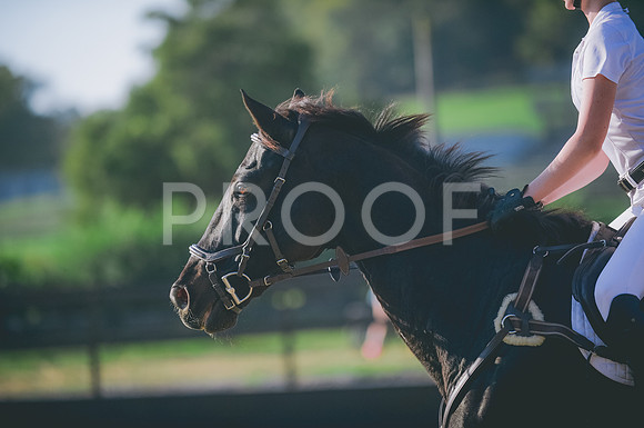JJS_8979A