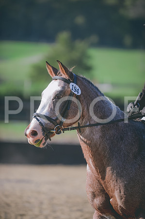 JJS_7982