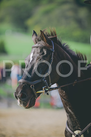 JJS_9052